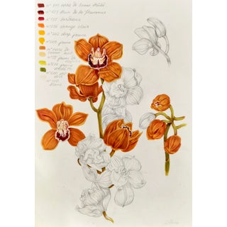 "Cymbidium" Contemporary Botanical Drawing For Sale