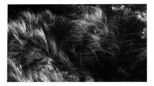 Kopa - Black and White Landscape Photography of Baltic Dunes, Limited Edition 10 2021