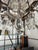 Louis XV Crystal 12-Light Cage Chandelier from Maison Baguès For Sale - Image 13 of 14