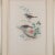 John Gould (English, 1804-1881) Hand-colored lithograph from John Gould’s Birds of Great Britain, published 1862-1873. The...