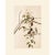 Paper 1966 Vintage Farmhouse Cottage Print "Carolina Titmouse" After John James Audubon For Sale - Image 7 of 7