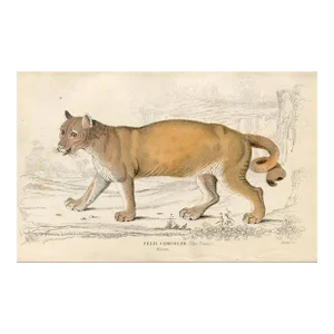 1845, Puma Print, Original Antique Cat Print, Engraving, England, Rare