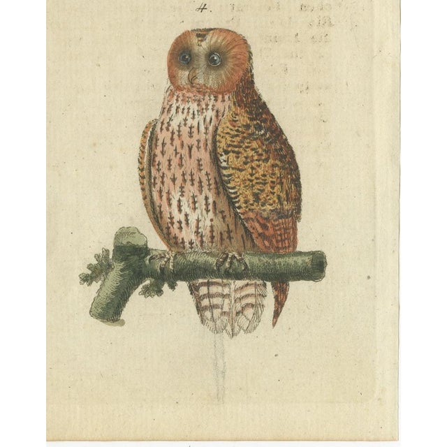 European Owls, 1800, Print on Paper For Sale - Image 5 of 12