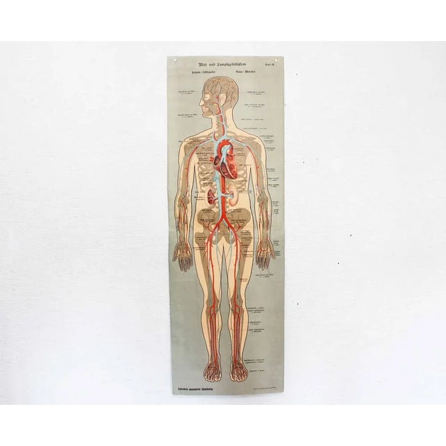 Illustration Anatomy Poster For Sale - Image 11 of 11