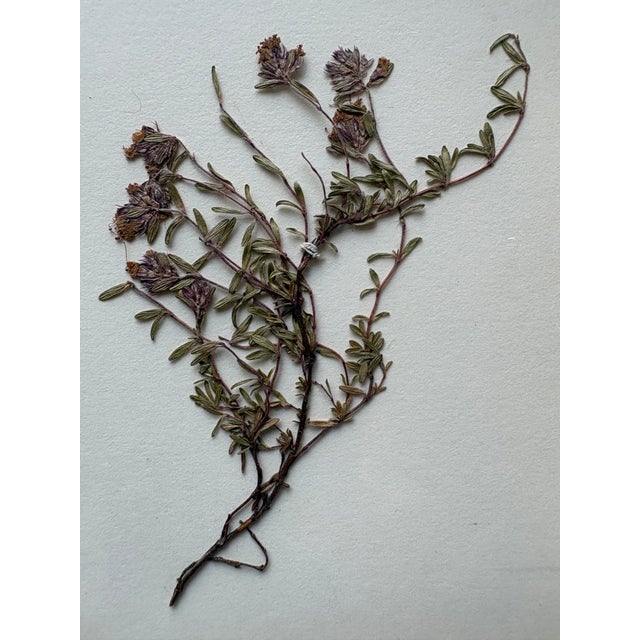 This lovely small natural hand-pressed herbarium features a delicate purple flower on cream cardstock in a vintage gold...