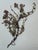 This lovely small natural hand-pressed herbarium features a delicate purple flower on cream cardstock in a vintage gold...