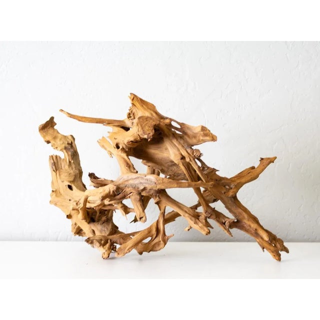 Tan Organic Driftwood Root Ball Wood Sculpture For Sale - Image 8 of 13