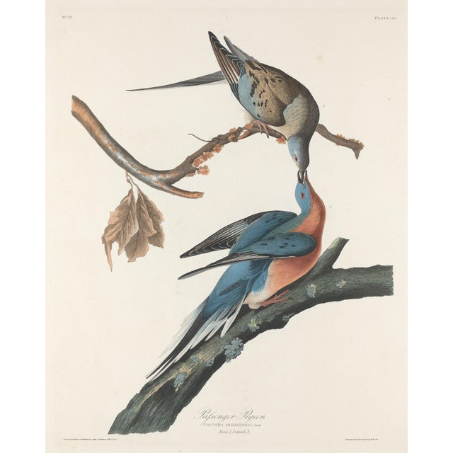 1960s Vintage Reproductions 1966 John James Audubon Bird Prints Featuring Owls - Collection of 4 For Sale - Image 5 of 9