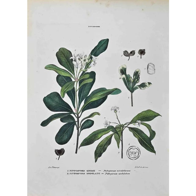 Lithograph hand watercolored. Plate from "Atlante di Botanica popolare ossia Illustrazione di Piante Notevoli di ogni...