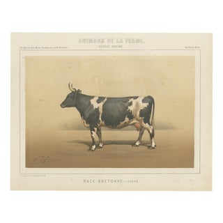 Borie, Breton Cow, French Cattle Breed, 1863, Paper For Sale