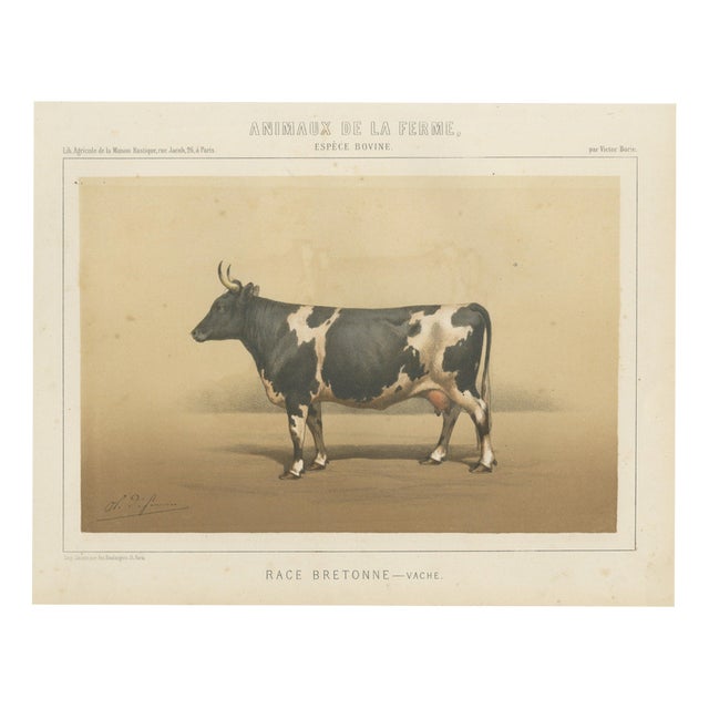 Borie, Breton Cow, French Cattle Breed, 1863, Paper For Sale