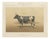 Borie, Breton Cow, French Cattle Breed, 1863, Paper For Sale