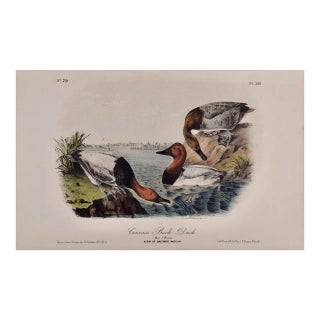 Audubon Canvass Back Duck: An Original 19th C. Audubon Hand-Colored Bird Lithograph, 1870 For Sale