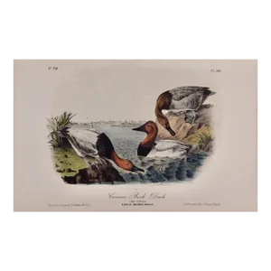 Audubon Canvass Back Duck: An Original 19th C. Audubon Hand-Colored Bird Lithograph, 1870