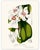 Mid 19th Century Antique Louis Van Houtte Botanical Lithographs, C. 1850 – Hand-Colored Plates, Coordinated Color Grouping (Group B) - Set of 4 For Sale - Image 5 of 5
