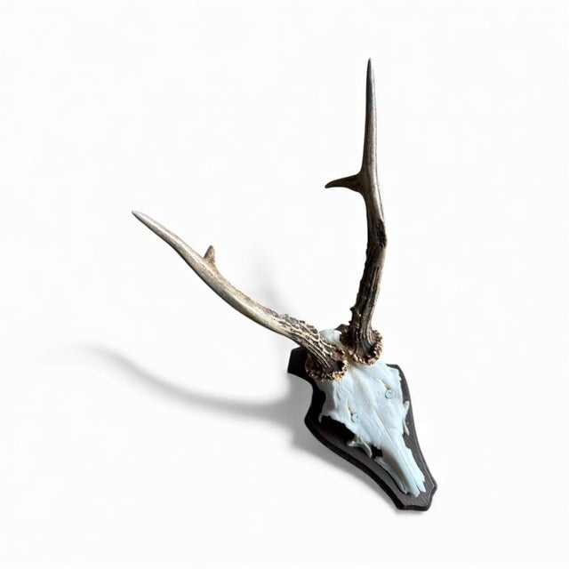 Cabin 1980s Roe Deer Trophy 27 Black Forest Antlers Mount For Sale - Image 3 of 5