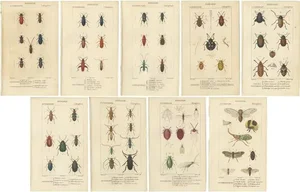 Turpin, Illustrations of Various Insects, 1816, Prints, Set of 9