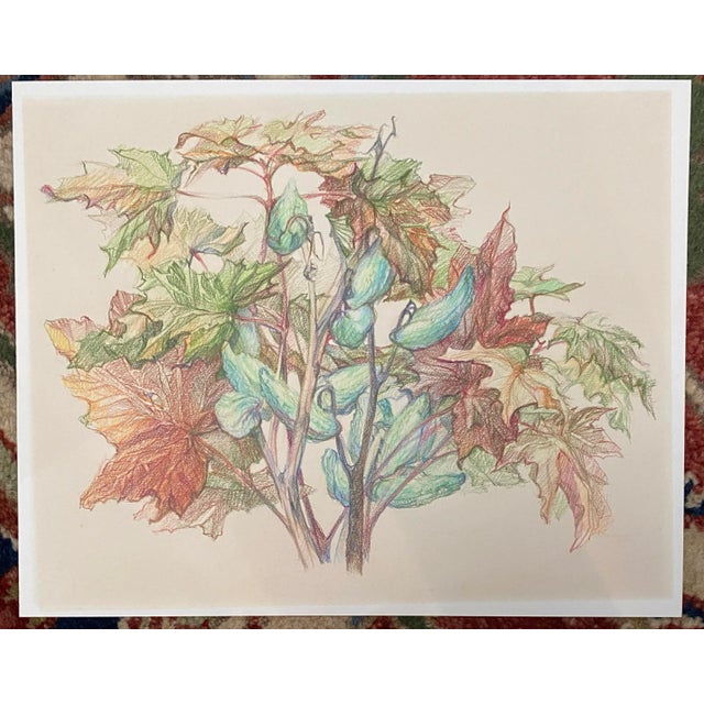 Unsigned 1970s botanical drawing, unsigned.
