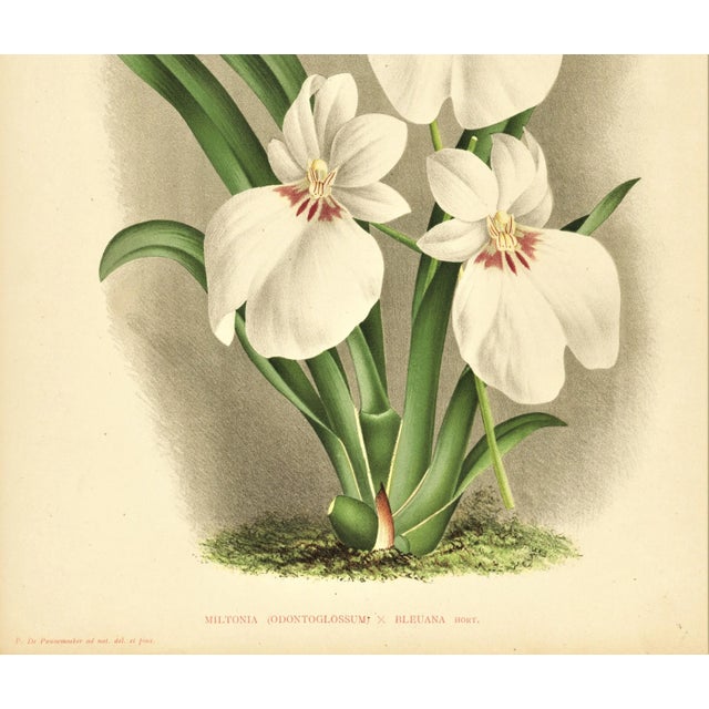 French C1890 French Antique Botanical Chromolithograph-Orchids, With Documentation, For Sale - Image 3 of 6