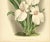French C1890 French Antique Botanical Chromolithograph-Orchids, With Documentation, For Sale - Image 3 of 6