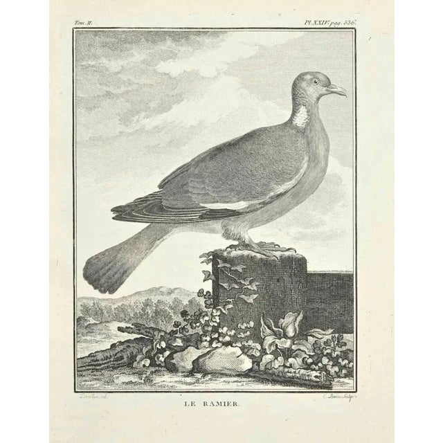 Le Bamier is an etching realized by Jacques Baron in 1771. It belongs to the suite "Histoire Naturelle de Buffon". The...