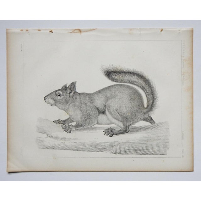 American Mid 19th Century Us Pacifc Railroad Squirrel Lithograph Book Plate For Sale - Image 3 of 3