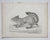 American Mid 19th Century Us Pacifc Railroad Squirrel Lithograph Book Plate For Sale - Image 3 of 3