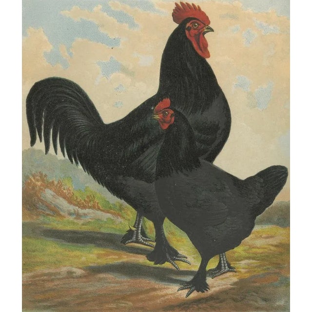 Foerster, Feathered Langshan, 19th Century, Lithograph For Sale - Image 6 of 10