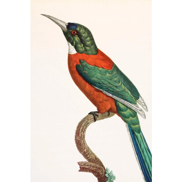 French Provincial 1960s French Bird Print, Jacques Barraband, the Great Jacamar (Le Grand Jacamar) For Sale - Image 3 of 4