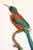 French Provincial 1960s French Bird Print, Jacques Barraband, the Great Jacamar (Le Grand Jacamar) For Sale - Image 3 of 4