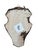 1980s Roe Deer Trophy 140 Black Foreset Antlers Abnormal For Sale - Image 5 of 5