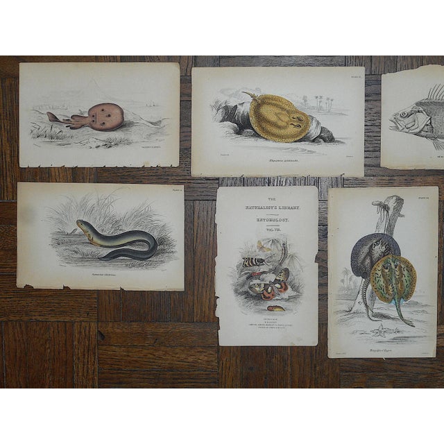 Antique 19th Century Hand-Colored Fishl Engravings - Set of 16 For Sale - Image 4 of 6