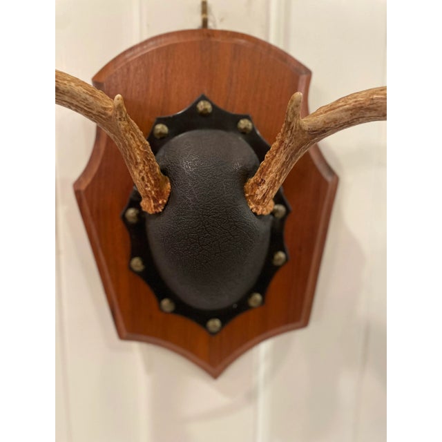 Mid 20th Century Vintage Trophy Mount Antlers Pair For Sale - Image 4 of 12