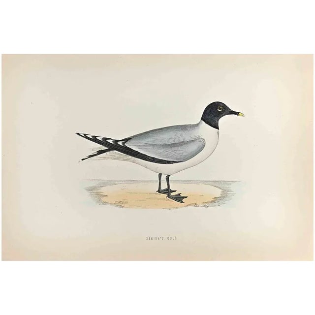 Sabine's Gull is a modern artwork realized in 1870 by the British artist Alexander Francis Lydon (1836-1917) . Woodcut...