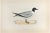Sabine's Gull is a modern artwork realized in 1870 by the British artist Alexander Francis Lydon (1836-1917) . Woodcut...