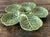 Green Vintage Regency Bordallo Pinheiro Cabbage Serving Tray For Sale - Image 8 of 11