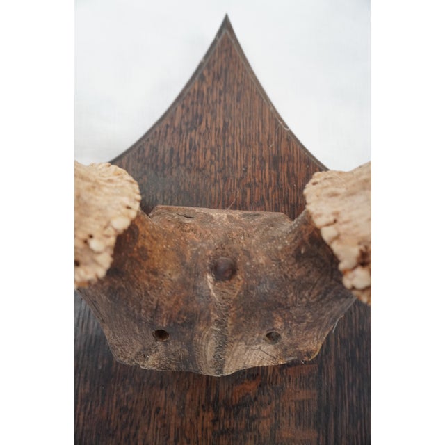 Elk Antler Mounted on Wooden Plaque For Sale - Image 14 of 16
