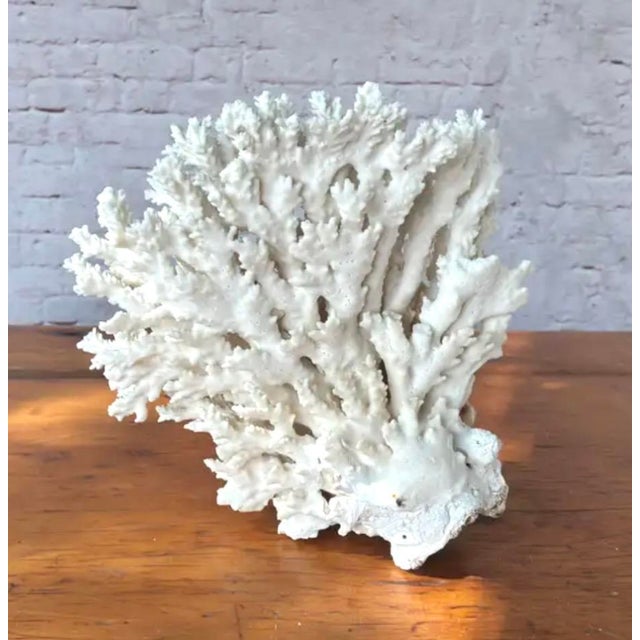 Natural White Coral Reef Specimen #8 For Sale - Image 9 of 9