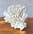 Natural White Coral Reef Specimen #8 For Sale - Image 9 of 9