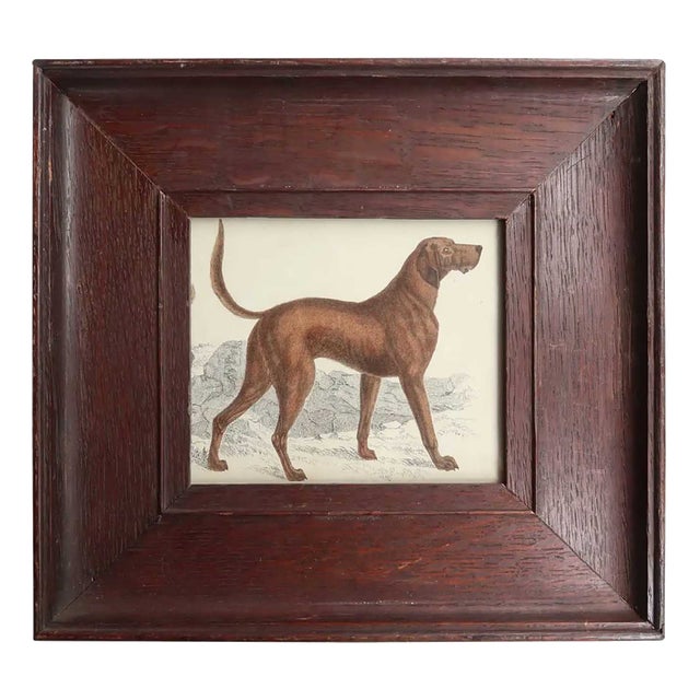 After Cpt. Brown, Bloodhound, 1847, Lithograph, Framed For Sale
