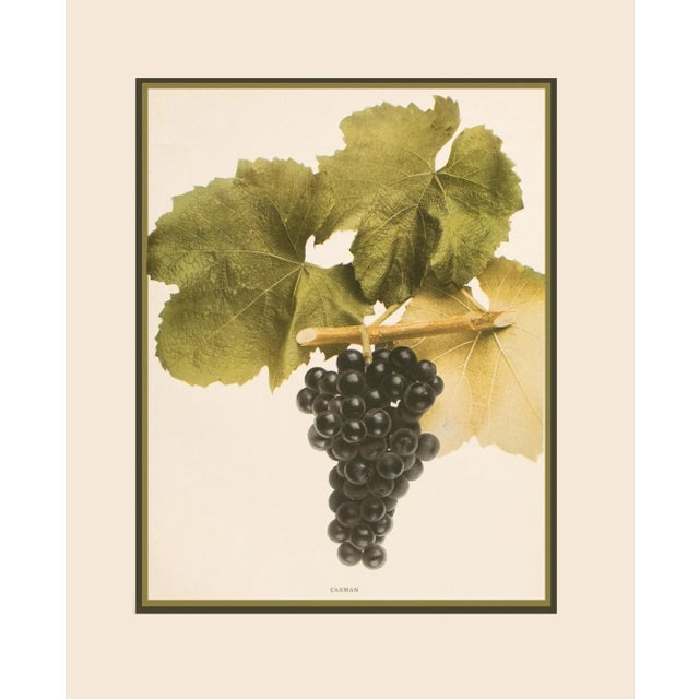 1900s U. P. Hedrick, Original Antique Photogravure of Carman Grapes For Sale In Dallas - Image 6 of 8