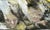 1990s Animal Composition, Oil Painting on Canvas For Sale - Image 5 of 13