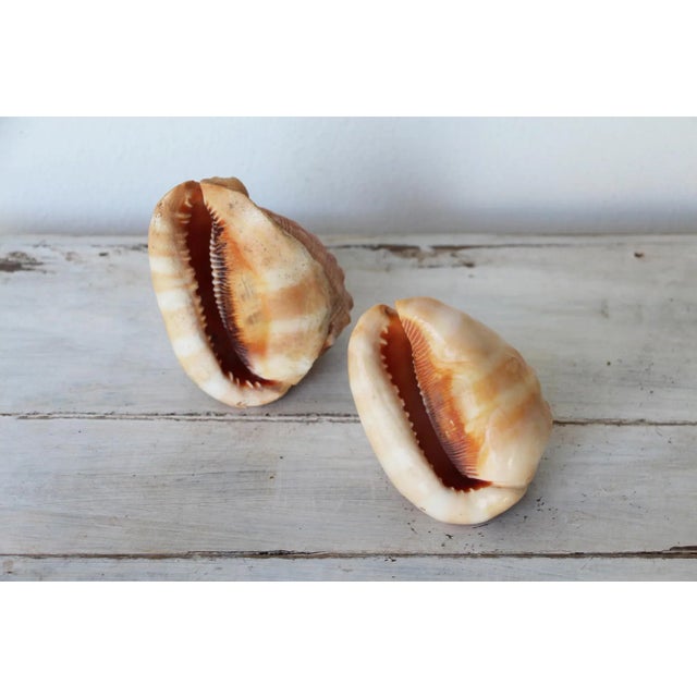1930s Vintage Conch Shells - a Pair For Sale - Image 5 of 13