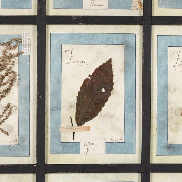20th Century Italian Large Oak Frame with Pressed Flowers and Herbs For Sale - Image 9 of 18