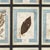 20th Century Italian Large Oak Frame with Pressed Flowers and Herbs For Sale - Image 9 of 18