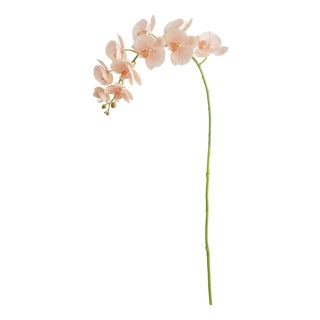 Phalaenopsis Orchid Stems 28" St/4 For Sale