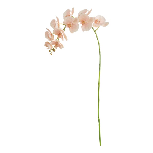 Phalaenopsis Orchid Stems 28" St/4 For Sale
