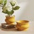 Kenneth Ludwig Chicago Cora Wide Pot For Sale - Image 4 of 4
