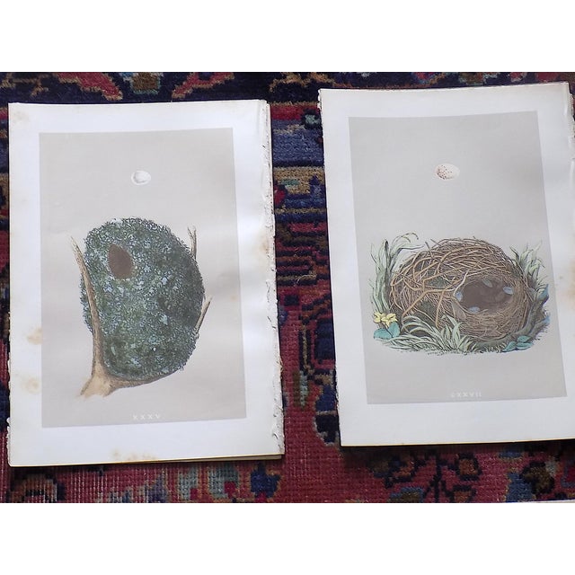 Late 19th Century Antique 19th Century Hand Colored Bird Nest & Egg Lithographs - Set of 12 For Sale - Image 5 of 9