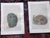 Late 19th Century Antique 19th Century Hand Colored Bird Nest & Egg Lithographs - Set of 12 For Sale - Image 5 of 9